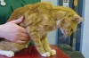 Choroba nerek u kotów (niewydolność nerek, odmiedniczkowe zapalenie nerek, kłębuszkowe zapalenie nerek)