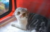 Choroby kotów rasy scottish fold: lista, objawy