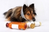 Choroby psów: lista, objawy