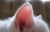 Choroby uszu u kotów