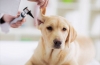 Choroby uszu u psów: objawy i leczenie