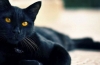 Kot bombajski: wszystko o kocie, zdjęcia, opis rasy, charakter, cena