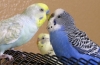Okres godowy u papug i jego cechy