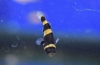 Brachygobius lub babka pszczoła (brachygobius xanthozona)