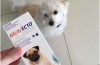 „Bravecto” dla psów: instrukcje użytkowania
