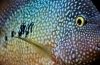 Cichlazoma diamentowa – ryba o egzotycznych barwach i zachowaniu