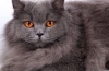 Kot brytyjski długowłosy - wygląd, charakter rasy i zachowanie