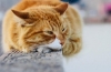 Zapalenie oskrzeli u kotów: objawy i leczenie
