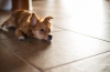 Częste oddawanie moczu u psa: przyczyny i sposoby na delikatny problem