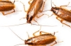 Dlaczego karaluchy są niebezpieczne? Sprawdzamy antenami, infekujemy łapami