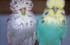 Jaka jest różnica między wystawową papugą falistą cech a zwykłą „falistą”?
