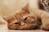 Co jest prowokowane i jak leczy się anemię u kotów?