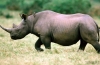 Czarny nosorożec to potężne zwierzę