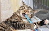 Mycie zębów kota