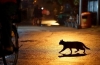 Przez ulicę przeszedł czarny kot: co nadaje wróżba, co robić i jak unikać negatywności