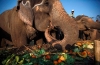 Co jedzą słonie