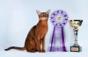 Co to jest klasa kotów: wystawa, rasa, zwierzak