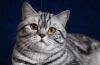 Jaka jest rasa kotów z reklamy „whiskas”