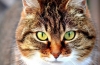 Nosówka u kotów: przyczyny, objawy i oznaki, metody leczenia