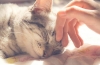 Nosówka u kotów: przyczyny, objawy i leczenie