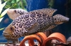 Cichlazoma managuana - ryba jaguar