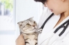 Zapalenie pęcherza moczowego u kotów
