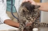 Zapalenie pęcherza moczowego u kota