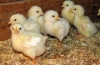 Kurczaki brojlery w domu: karmienie, pielęgnacja