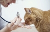 Zapalenie skóry u kota: objawy i metody leczenia