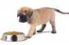 Karma dietetyczna dla psów z alergią: jak karmić zwierzaka?
