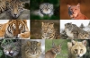 Dzikie koty: gatunki zwierząt, cechy i styl życia