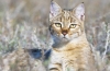 Dzikie koty stepowe – styl życia, charakter, możliwość udomowienia
