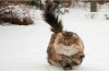 Kot norweski leśny