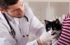 „Doksycyklina” dla kotów: instrukcje użytkowania