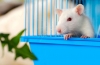 Szczury domowe - opieka i karmienie w domu podczas choroby