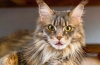 Domowy „ryś”: rasy kotów z frędzlami na uszach