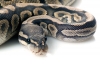 Węże domowe - utrzymanie węża