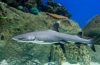 Rekin domowy - ryba ozdobna do akwarium