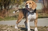 Trening beagle: najważniejsze informacje