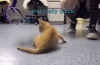 Jeśli kot nie ma tylnych nóg: przyczyny i możliwości leczenia