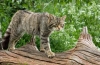 Europejski dziki kot leśny: cechy charakteru i rasy