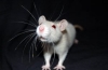 Fakty o szczurach - co jest takiego niezwykłego w tych gryzoniach