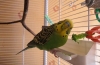 Gamavit dla papug - trudności i niebezpieczeństwa użytkowania