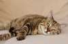 Zapalenie błony śluzowej żołądka u kotów: objawy i oznaki, leczenie w klinice i w domu, rodzaje tego, co można karmić?