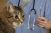 Zapalenie żołądka u kotów: objawy i leczenie choroby