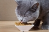 Jakim jedzeniem karmić brytyjskiego kota?