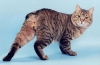 Hemoroidy u kotów: objawy i leczenie