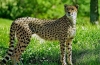Gepard to najszybszy kot