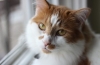 Zapalenie wątroby kotów: objawy i leczenie