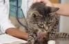 Zapalenie wątroby u kotów